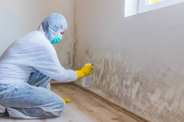 Licensed Mold Cleanup service in Boykins, VA - WQB Mold Removal